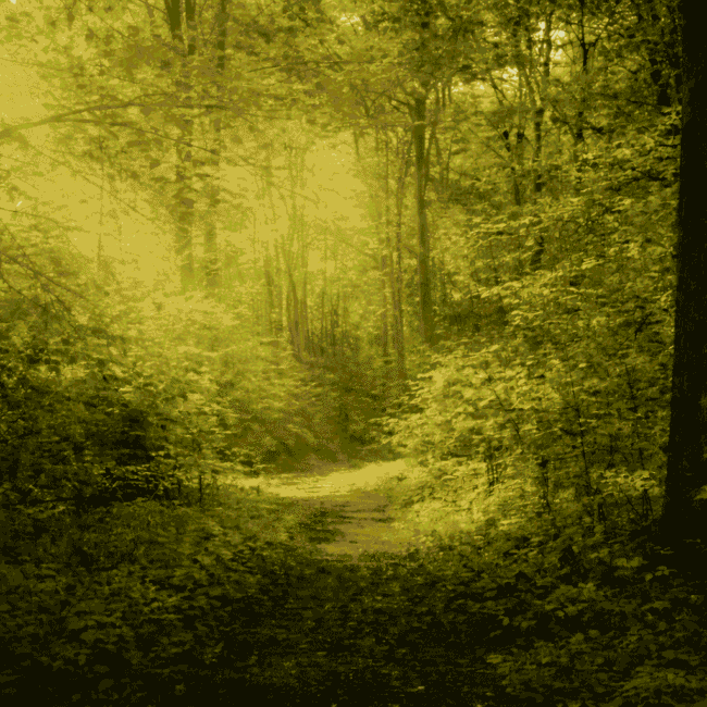 Sonnendurchfluteter Waldweg als Symbol für persönliche Erfahrungen und Erkenntnisse aus einer Rückführung.